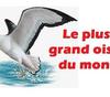 L’oiseau plus grand monde