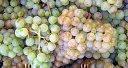 PINOT BLANC