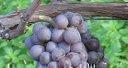 PINOT GRIS