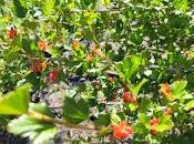 Cueillette cassis alpin