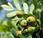 Sorbier domestique, cormier (Sorbus domestica)