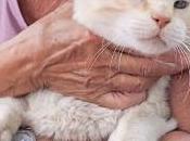 Chat multipropriété