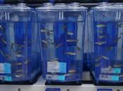 VISAGE HUMAIN poisson zèbre explique développement traits