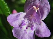 Calament officinal (Clinopodium nepeta subsp. sylvaticum)