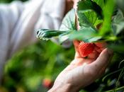 FRAISES, cognition bonne humeur