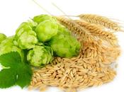 MICROBIOTE polyphénol houblon pour conjurer syndrome métabolique