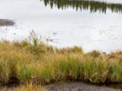 championnat natation dans marais photos)