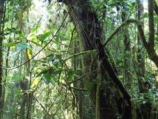 bois labellisé pour lutter contre déforestation