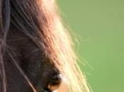 cheval, "client" régulier d'un anglais photos)