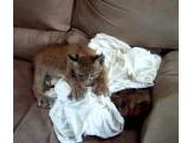 Lynx domestique