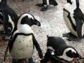 manchots reconduits avion cargo vers Brésil