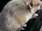 souris attaque serpent elle devait servir repas