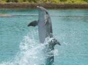 dauphin termine saut bateau blesse femme