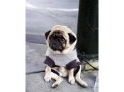 Mais qu'est peut bien rendre petit chien triste