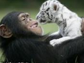 Cette femelle chimpanzé élève deux bébés tigres blancs manière exemplaire