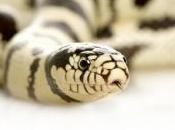 clientes institut beauté font masser serpents photos)