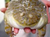 médias gonflent crise