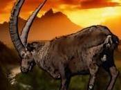 Ubuntu Intrepid Ibex grand mais globalement distribution moderne agréable quotidien