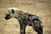 hyènes d’entreprise…rôdent
