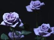 Technologie premières roses bleues génétiquement modifiées