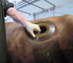 vache avec hublot ventre