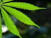 plus vieille "planque" cannabis monde