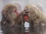 images sous neige, macaques Japon réchauffent dans sources chaudes