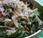 Salade pousses d'épinard endives