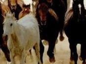crise USA: chevaux meurent faim