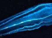 surprenants clichés d'organismes planctoniques exposés outre-Manche, découvrez images