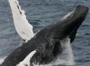 nouvel outil pour évaluer l'impact pollution sonore humaine cétacés