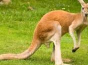 Sauvez planète mangeant kangourou