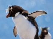 Cent manchots d'une espèce rare disparaissent mystérieusement chaque jour