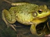 Chassées pour leurs cuisses, certaines grenouilles pourraient bientôt disparaître