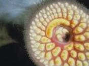 hormones sexuelles synthèse pour éradiquer lamproies Grands Lacs