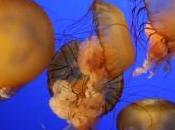 méduse immortelle multiplie quatre coins globe