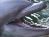 Découverte dauphins "cuisinant" leurs proies dans leur milieu naturel