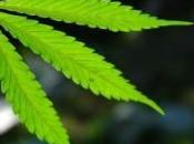 police suisse découvre plantation cannabis grâce Google Earth