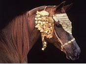 luxe pour votre cheval: parce qu’il vaut bien….