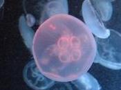 méduses élevées laboratoire pour comprendre leur comportement alimentaire