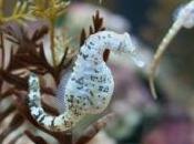 Découverte cinq nouvelles espèces d'hippocampes pygmées, découvrez images