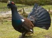 Biodiversité sauver Grand Tétras France