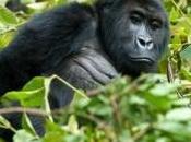 gorilles leur propre langage signes