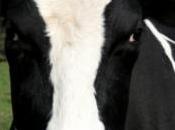 fermier transporte deux veaux dans coffre voiture