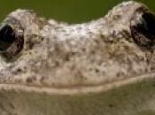 images grenouille sept pattes