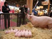 Vive salon l’agriculture