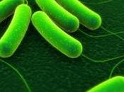 éponge contre bactéries résistantes antibiotiques