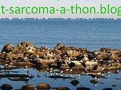 7ème participation l'opération: help-beat-sarcoma-a-thon