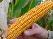 Monsanto experts l’Afssa question
