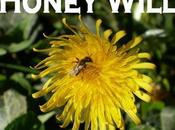 étrange épidémie décime ruches States
